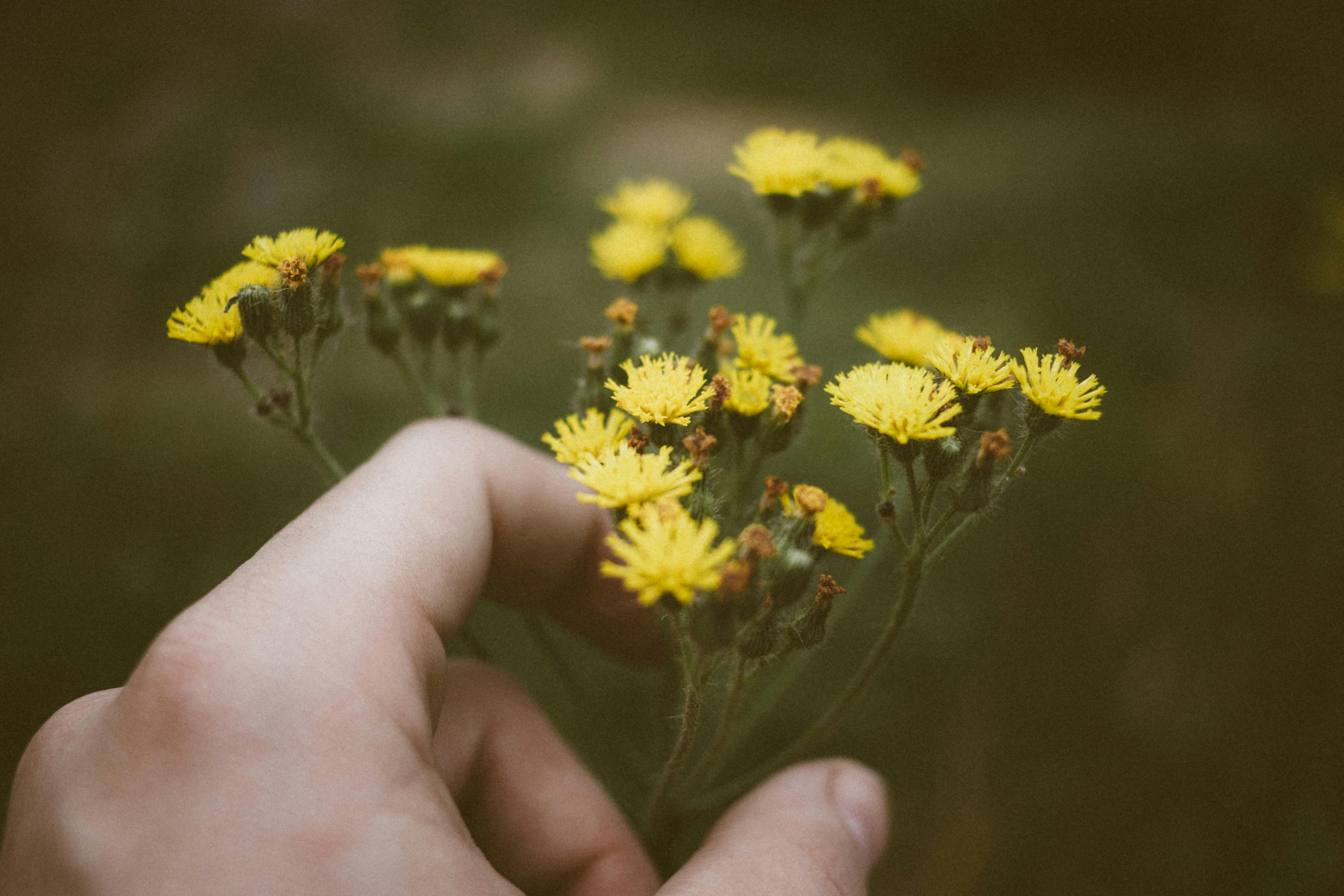 Botanical Foraging